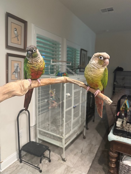 mom n dad birdyy.jpg